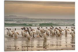 Gallery print Gentoo penguins on a walk