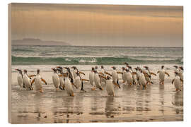 Hout print Gentoo penguins on a walk