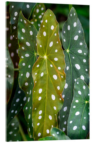 Acrylglasbild Begonia Maculata