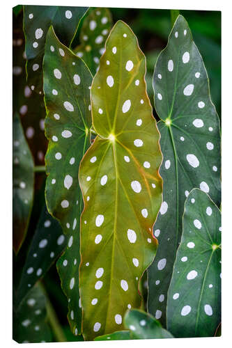 Lienzo Begonia maculata