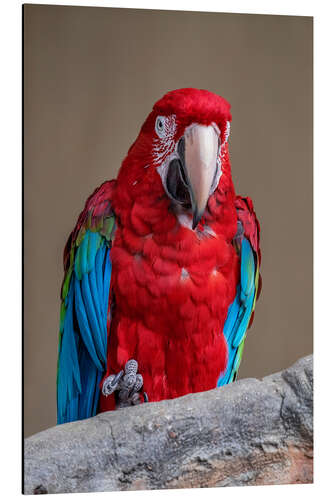 Aluminiumtavla Scarlet macaw