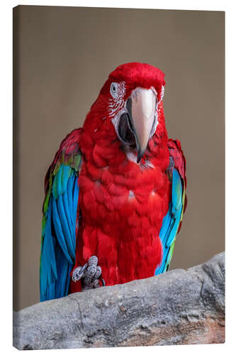 Canvas print Scarlet macaw