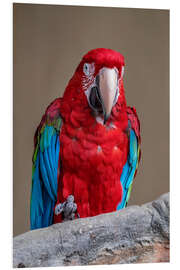 Foam board print Scarlet macaw