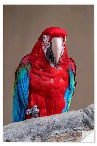 Wall sticker Scarlet macaw