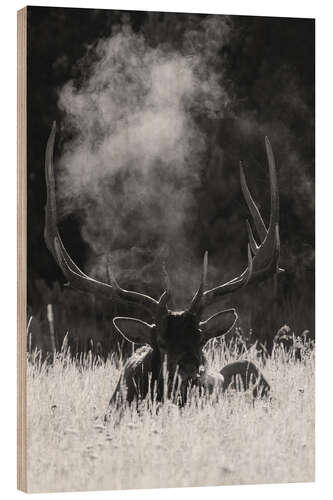 Obraz na drewnie Rocky Mountain Moose