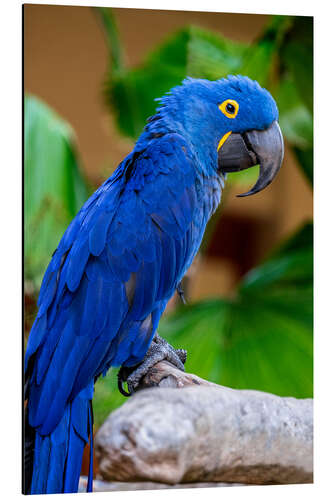 Aluminiumtavla Hyacinth Macaw