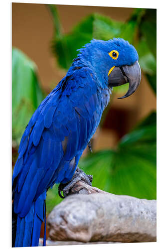 Bilde på skumplate Hyacinth Macaw