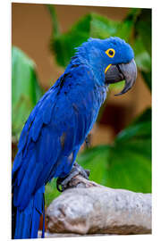 Foam board print Hyacinth Macaw