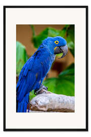 Gerahmter Kunstdruck Hyazinthara