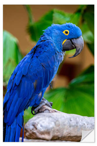 Wall sticker Hyacinth Macaw