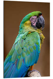 Aluminium print The Dominican green and yellow macaw