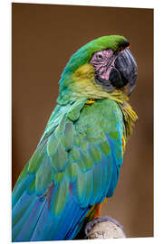 Foam board print The Dominican green and yellow macaw