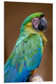 Gallery print The Dominican green and yellow macaw