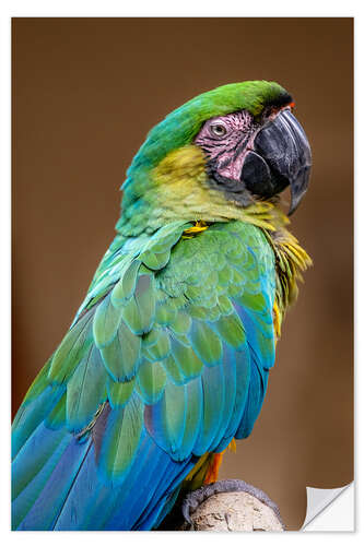 Wall sticker The Dominican green and yellow macaw