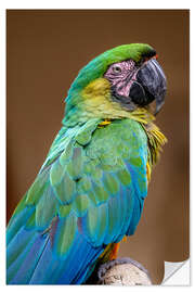 Naklejka na ścianę The Dominican green and yellow macaw