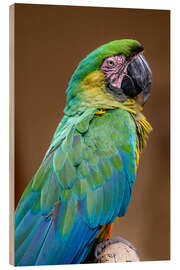 Wood print The Dominican green and yellow macaw