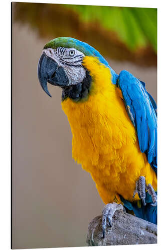 Aluminium print Blue-and-yellow macaw