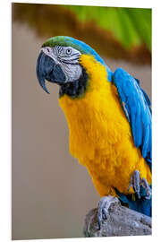 Foam board print Blue-and-yellow macaw