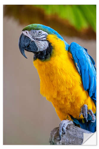 Selvklæbende plakat Blue-and-yellow macaw