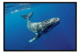 Gerahmter Kunstdruck Buckelwal-Kalb