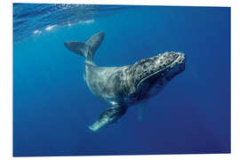 Foam board print Humpback whale calf