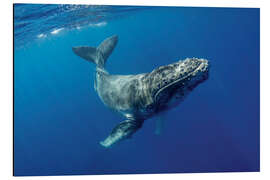 Magnettafel Buckelwal-Kalb