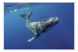Wall print  Humpback whale calf - Jaynes Gallery