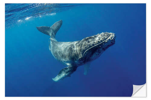 Naklejka na ścianę Humpback whale calf