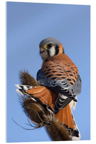 Akrylglastavla Great Falcon