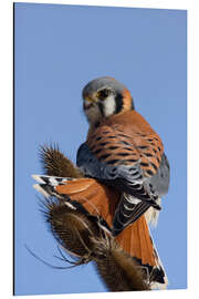 Aluminium print Great Falcon