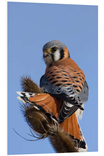 PVC-taulu Great Falcon