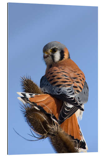 Gallery print Great Falcon