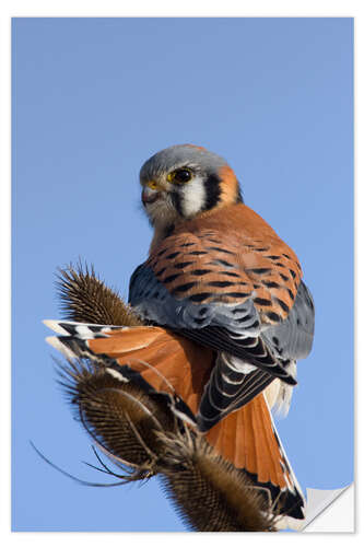 Wandsticker Buntfalke