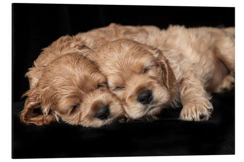 Aluminium print Cocker Spaniel puppies