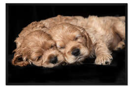 Gerahmter Kunstdruck Cocker Spaniel Welpen
