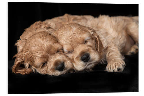 Foam board print Cocker Spaniel puppies