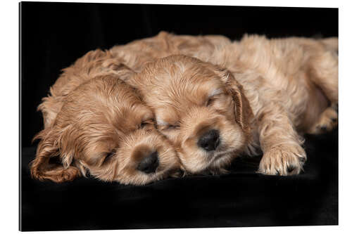 Gallery print Cocker Spaniel puppies