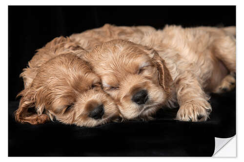 Självhäftande poster Cocker Spaniel puppies