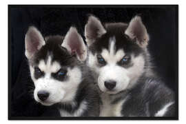 Gerahmter Kunstdruck Siberian Husky Welpen