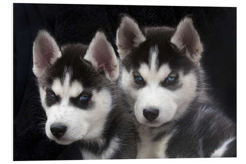 Foam board print Siberian Husky puppy