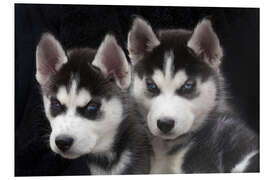 Tableau en PVC Chiot Husky sibérien