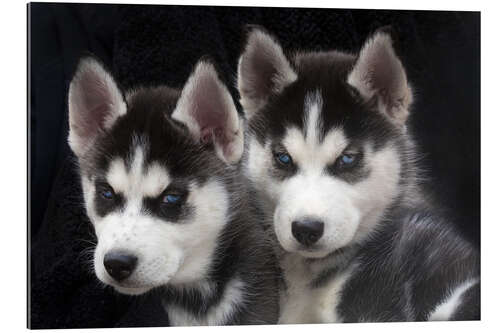 Galleriataulu Siberian Husky puppy