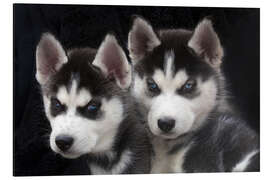 Magnettafel Siberian Husky Welpen