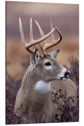 Aluminium print Stag in the evening light