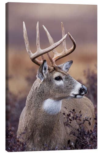 Canvas print Stag in the evening light