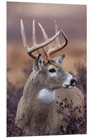 Foam board print Stag in the evening light