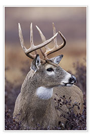 Wall print  White-tailed deer buck - Ken Archer