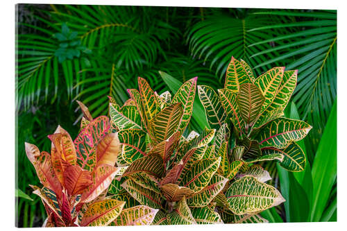 Quadro em acrílico Folhas de palmeira e plantas croton II