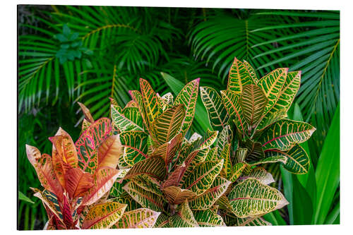 Aluminium print Palm fronds and croton plants II