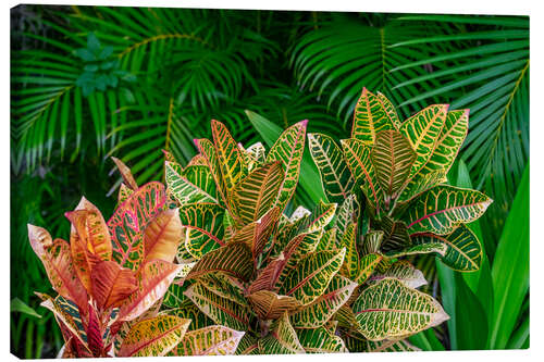 Lerretsbilde Palm fronds and croton plants II